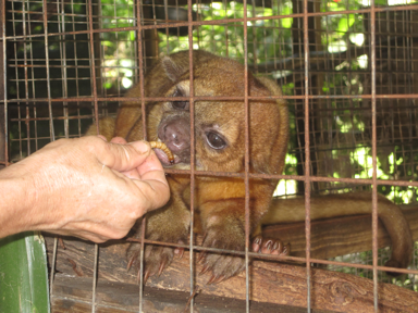 kinkajou.png