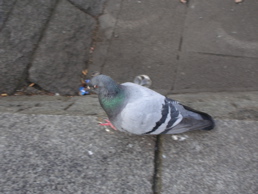 DSCN4480.jpg