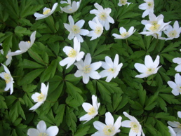 DSCN4738.jpg