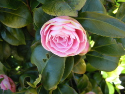 DSCN4764.jpg