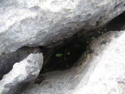 DSCN5096.jpg