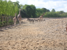 DSCN5147.jpg
