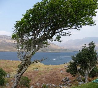 Panorama%204.JPG