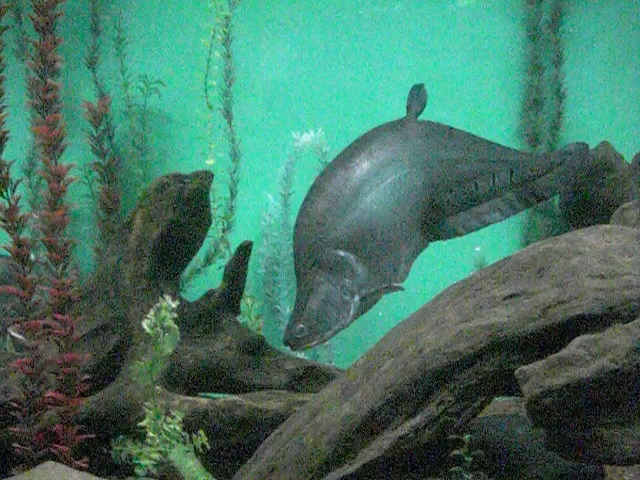 big%20fish%201.jpg