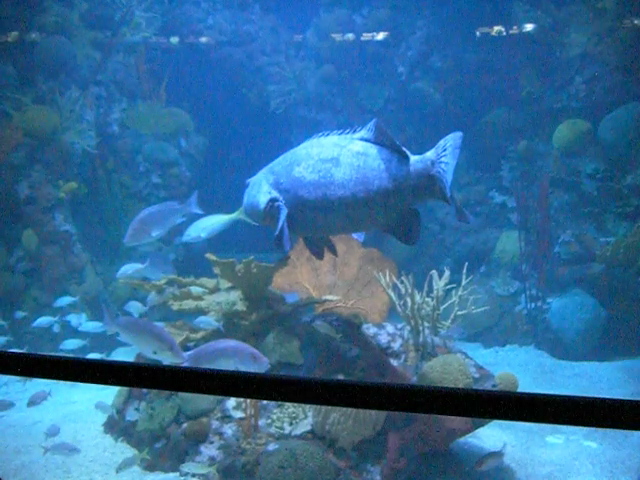 big%20fish%202.jpg