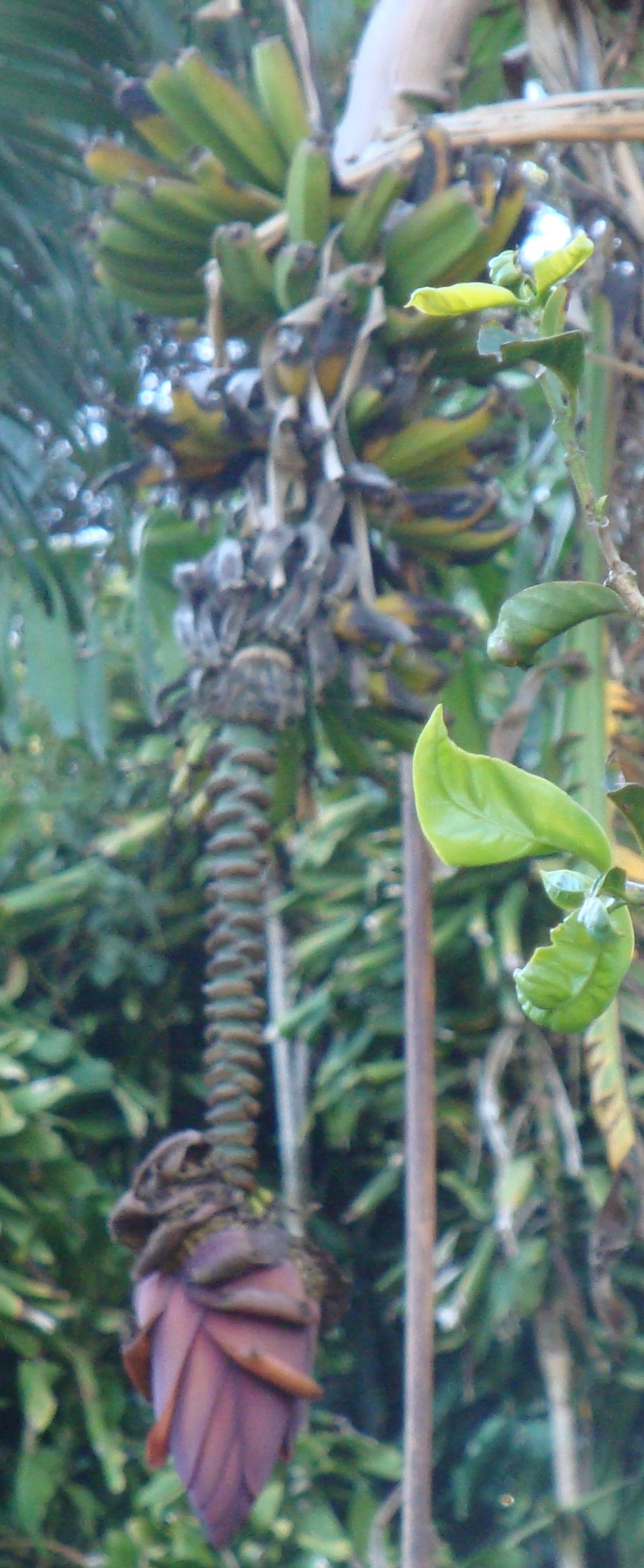 blog2plantains.JPG