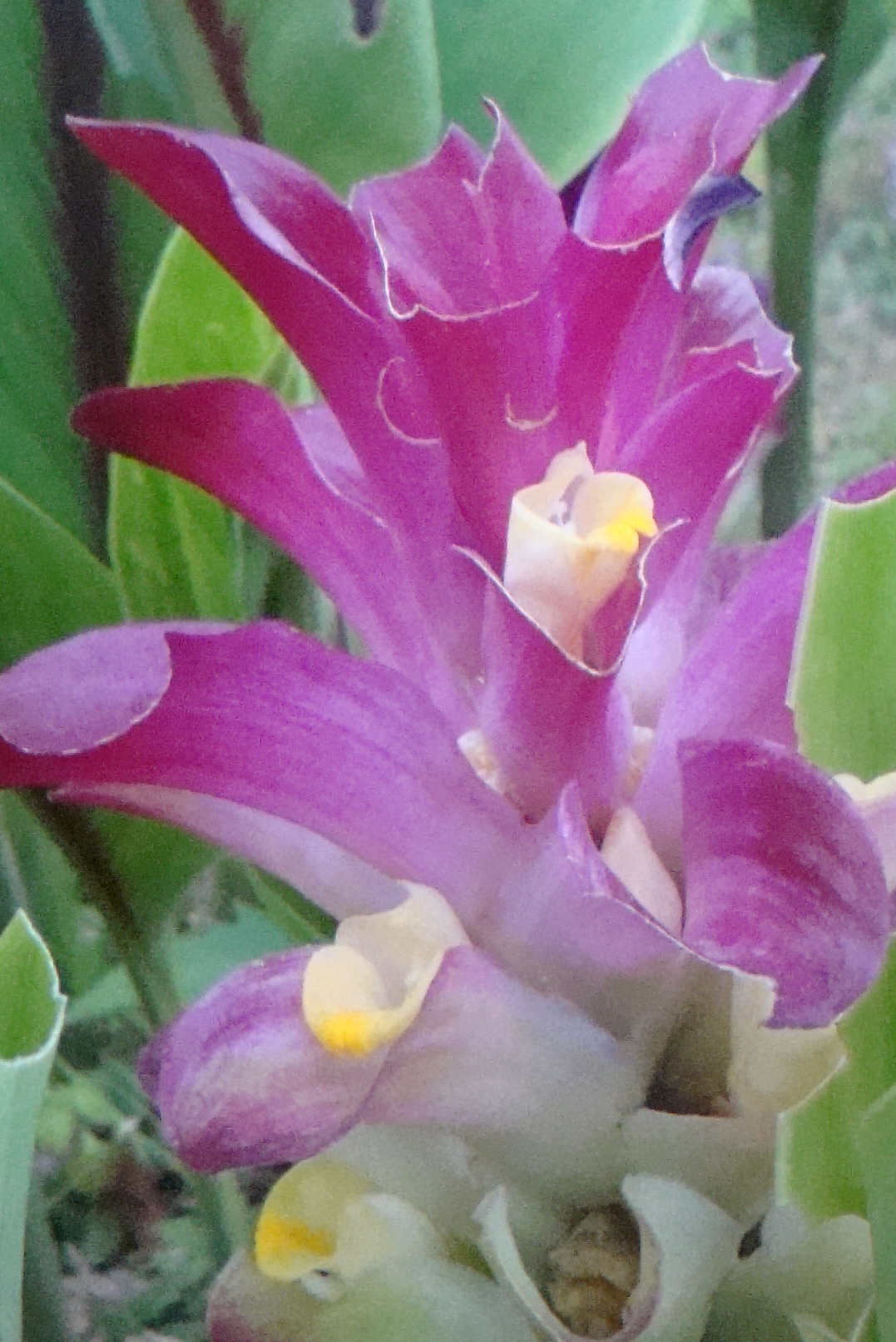 blog3%20costa%20rica%20flower.JPG