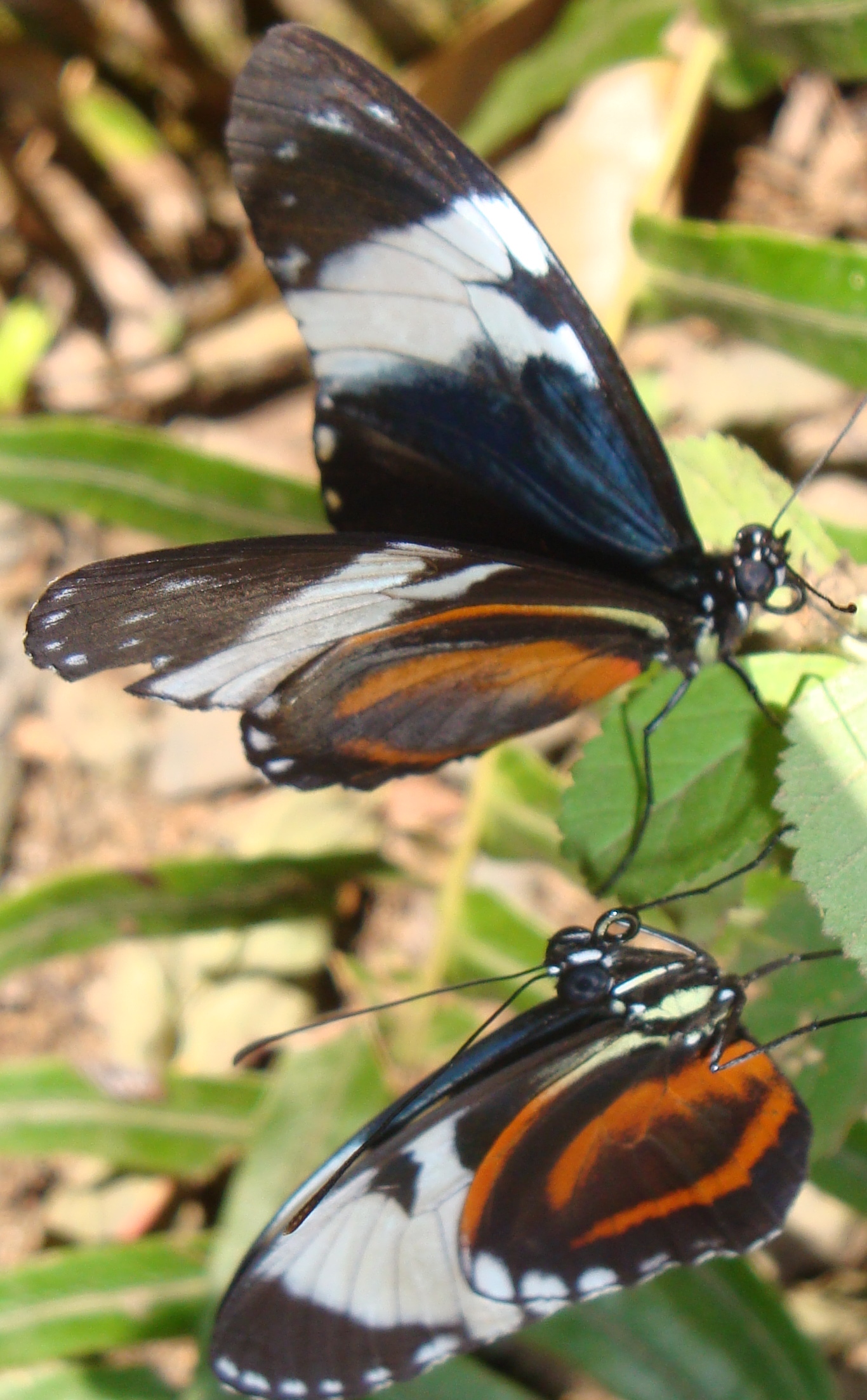 blog3butterflies.JPG