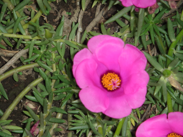 rb%20flower.jpg.JPG