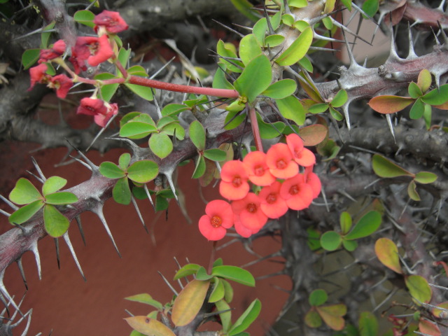 thorny%20flowers.jpg.JPG